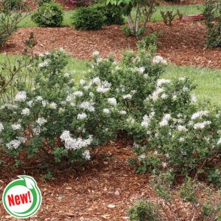 Bloomerang Showmound Lilac Thumbnail
